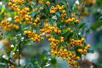 Pyracantha coccinea from the family Rosaceae, also known as firethorn