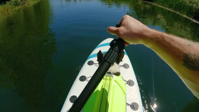 POV Paddleboarding with Pet Puppy Dog Wearing Life Vest