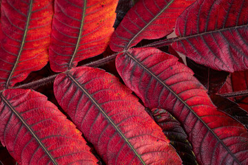 A closeup of the beautiful autumn leaves Rhus typhina, the staghorn sumac