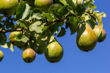 A bunch of pears in the tree. Benefits of pears. Blue sky Background.