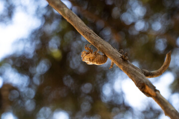 Close up off cicada shell attached to a wooden fence