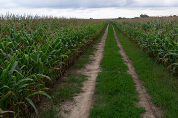 Fototapeta na wymiar Corn or maize field in organic land agriculture