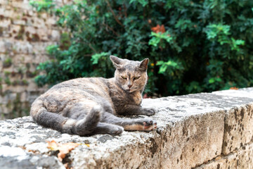 Fototapeta na wymiar Grey cat on the old town walls
