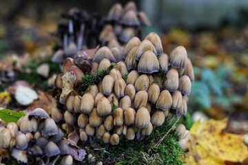 Coprinellus micaceus. Group of mushrooms on woods in nature.  Mica cap, shiny cap.