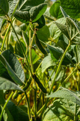 In the middle of the summer on a farm field growing soybeans