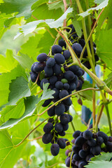 Ripe grapes grow on bushes. Bunch of grapes before harvest