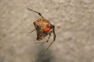 natural parasteatoda tepidariorum spider macro