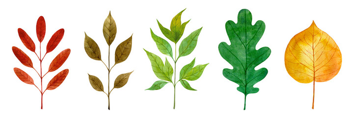Hand drawn autumn leaves set isolated on a white background. Watercolor multicolored foliage collection. Cute botanical clip art 