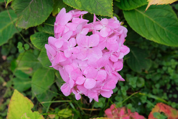 Hortensia flowers blooming. Pink flowers in nature. Landscaping. Meadow in sunny summer.