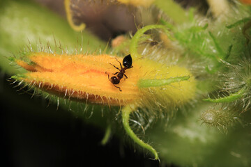 crematogaster scutellaris ant macro photo