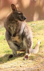 a kangaroo stands on a meadow
