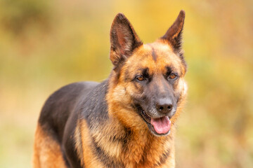 Adorable close-up German shepherd standing in autumn park, colorful trees background