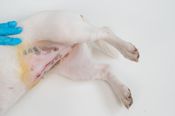 A veterinarian examines a Jack Russell Terrier dog after a surgical operation.