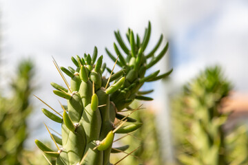 Opuntia subulata - Kaktus