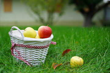 A wicker white apple basket sits on green grass in the fall garden. Red and green apples lie in a wicker basket with a red ornamental ribbon in the middle of green grass and autumn foliage. Copy spase