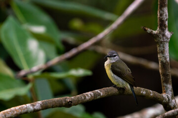 Female Copper-throated sunbird perching on the tree branch.