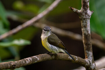 Female Copper-throated sunbird perching on the tree branch.