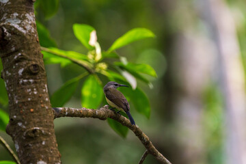 Female Copper-throated sunbird perching on the tree branch.