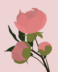 Vector flat image of a sprig of peonies with three flowers. Pink peonies on a light pink background. Design for postcards, banners, posters, textiles, templates.