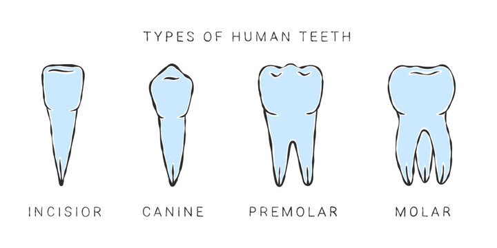 Types of human teeth. Sketch style drawing. Infographics in dentistry. Vector illustration