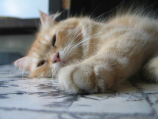 A Cream Tabby Cat Laying on the Floor