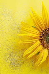 Sunflower flower on a yellow background with sparkles. Selective focus, out of focus. Floral...