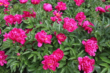 Pink peonies flower bloom in garden. Close up.