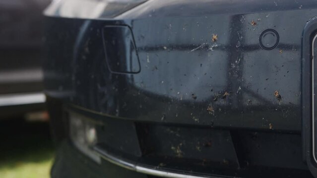 Many insects on the gray bumper of the car. Downed insects while moving. Close-up