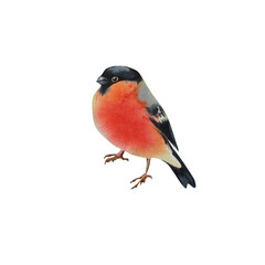 Bullfinch on an isolated background Watercolor illustration Christmas New Year.