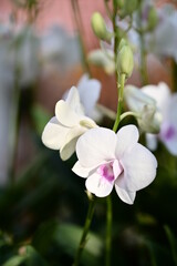 A close-up photo of orchid. Suitable for use as cards, menus or flyers. In festivals, it can add elegance and convey a good atmosphere.