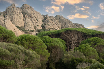 Pine tree forest and rocky mountain in Caprera island, Sardinia, Italy