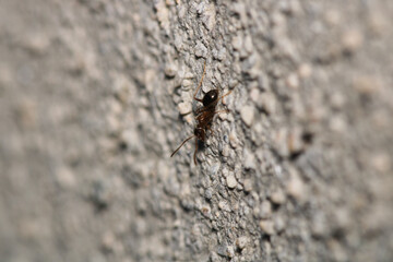 crematogaster scutellaris ant macro photo