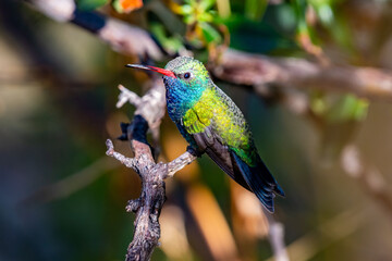 A Broad Billed Hummingbird in Madera Canyon, Arizona