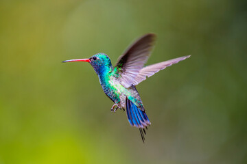 A Broad Billed Hummingbird in Madera Canyon, Arizona