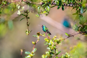A Broad Billed Hummingbird in Madera Canyon, Arizona