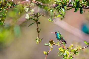 A Broad Billed Hummingbird in Madera Canyon, Arizona