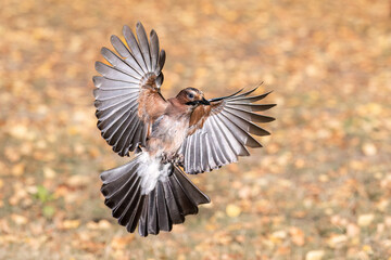 Wild bird jay flies with open wings
