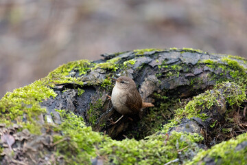 Eurasian wren sits on an old stump