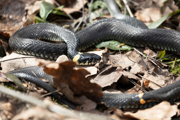 Grass snake lies on old foliage. Close up