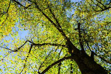 Tree in autumn, discolored leaves, bottom up perspective