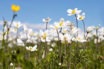 Obraz na płótnie Canvas Blooming anemone field, Tunkin valley, Buryatia, Russia