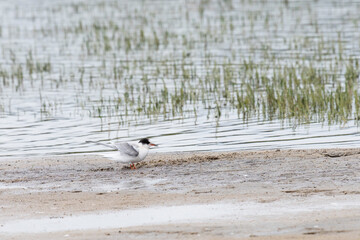 Arctic tern stand on the sand