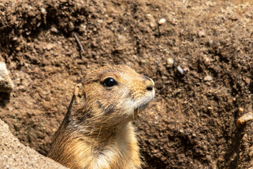 Chien de prairie à l'entrée du terrier	
