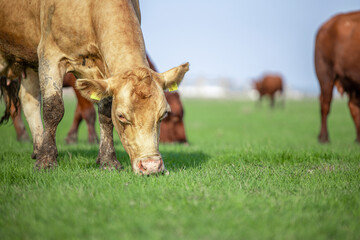 Naklejka na ściany i meble Organic milk production and white cow grazing in the field.