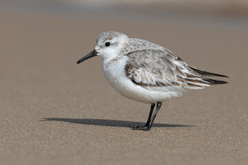 Sanderling