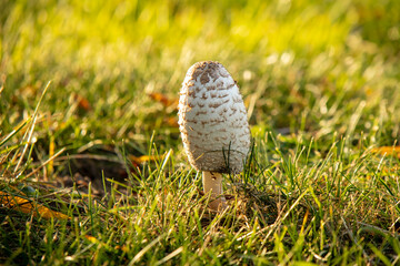 Grzyb  © Magical moments