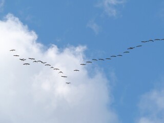 A wedge of flying cranes, in the sky. seasonal migration.