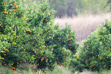 Naranja clementina madura en el árbol