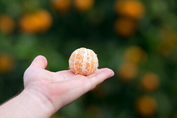 Una mano sostiene una jugosa clementina pelada con naranjos al fondo