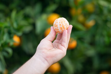 Una mano sostiene una jugosa naranja clementina pelada con naranjos al fondo